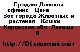  Продаю Данской сфинкс › Цена ­ 2 000 - Все города Животные и растения » Кошки   . Кировская обл.,Леваши д.